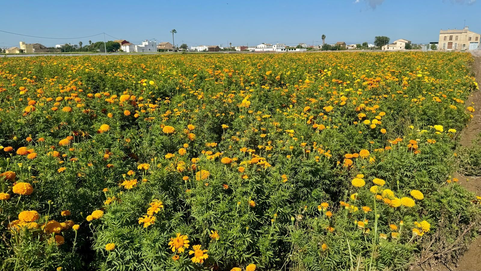 Els clavellons per a la Batlla de Flors de València ja estan llestos