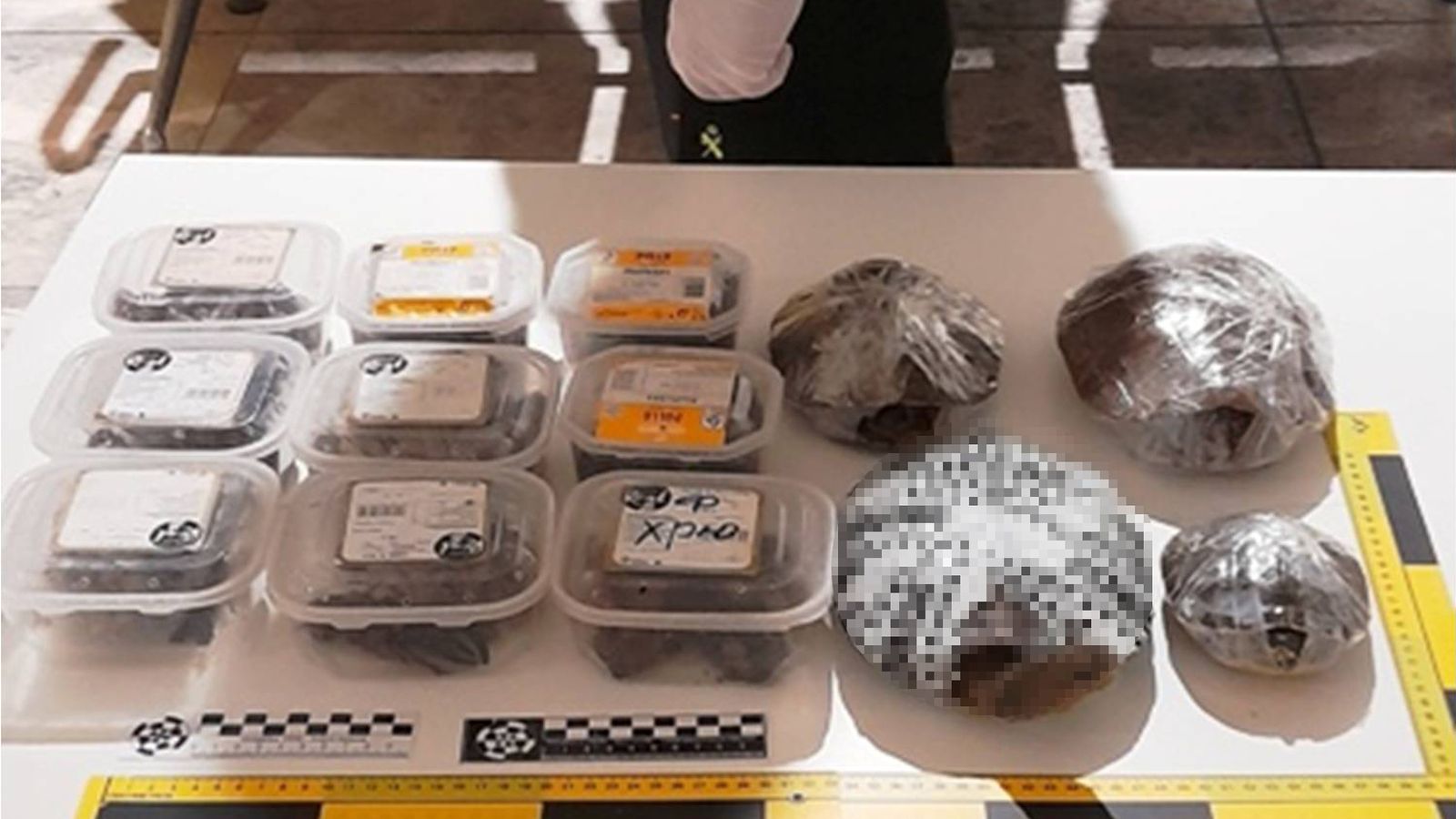 Diverses tortugues i crancs de riu localitzats en l'equipatge