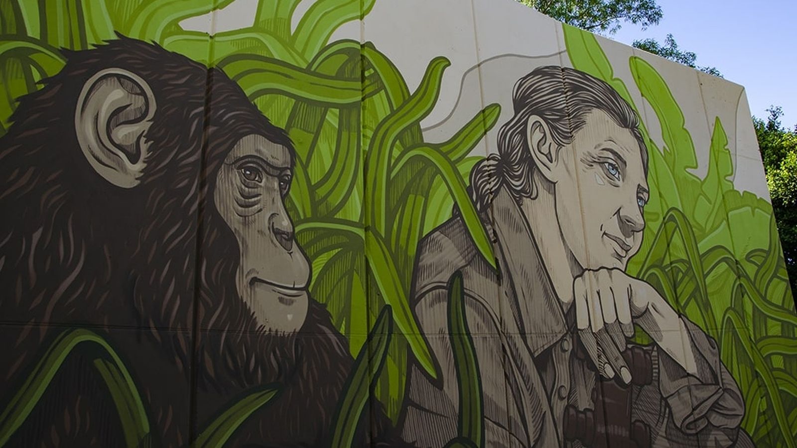 Jane Goodall, protagonista d’un mural al Bioparc