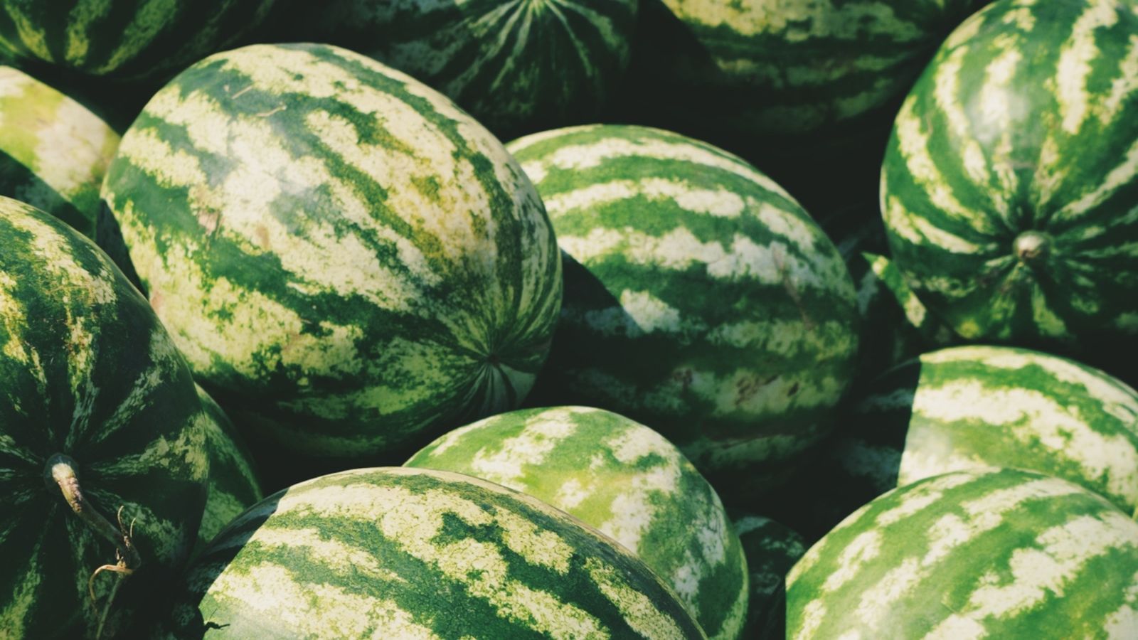 Un 38% menys de melons d’Alger en cinc anys