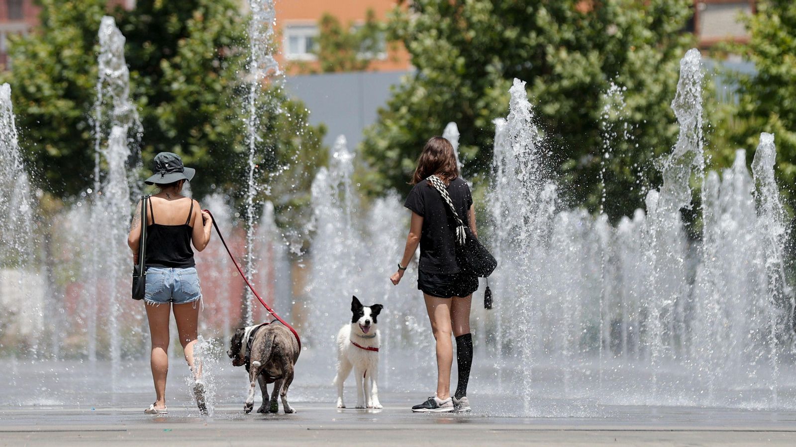 Dues vianants s'acosten, amb els seus gossos, fins a una font per a refrescar-se a València