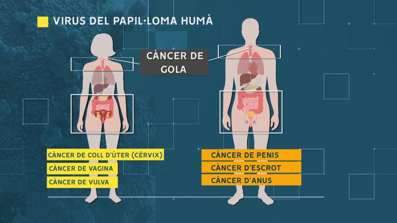 La Comunitat Valenciana es prepara per a vacunar del virus del papil·loma els xiquets de dotze anys