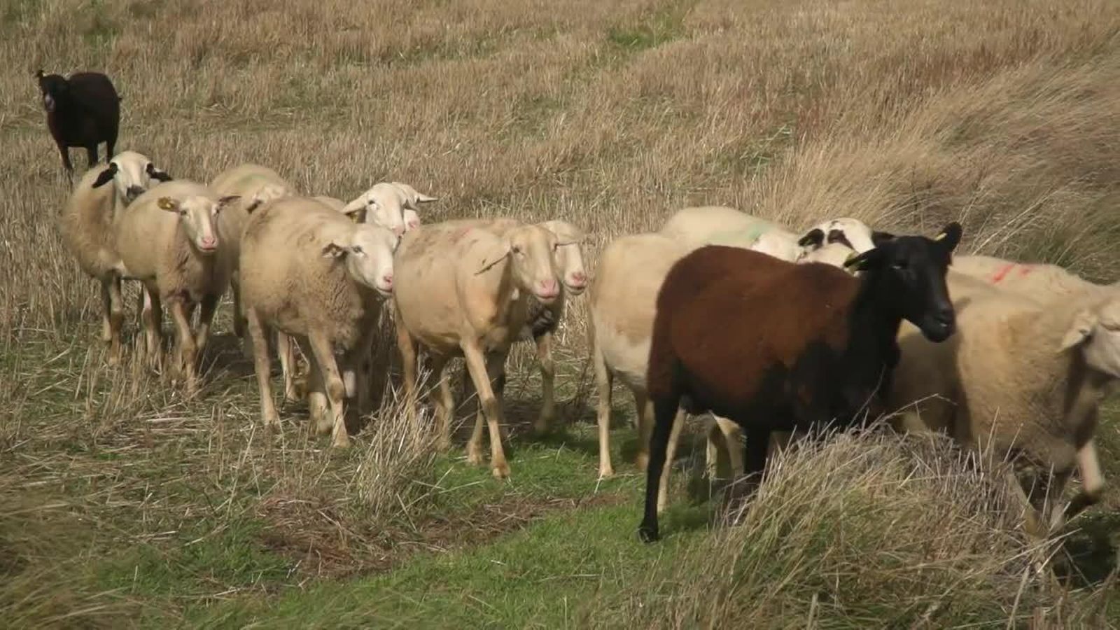 Ramat d'ovelles en una imatge d'arxiu