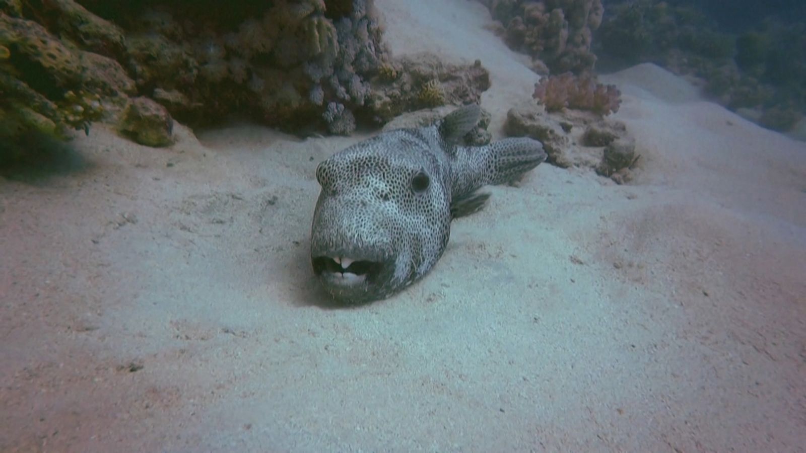 Espècies invasores al Mediterrani