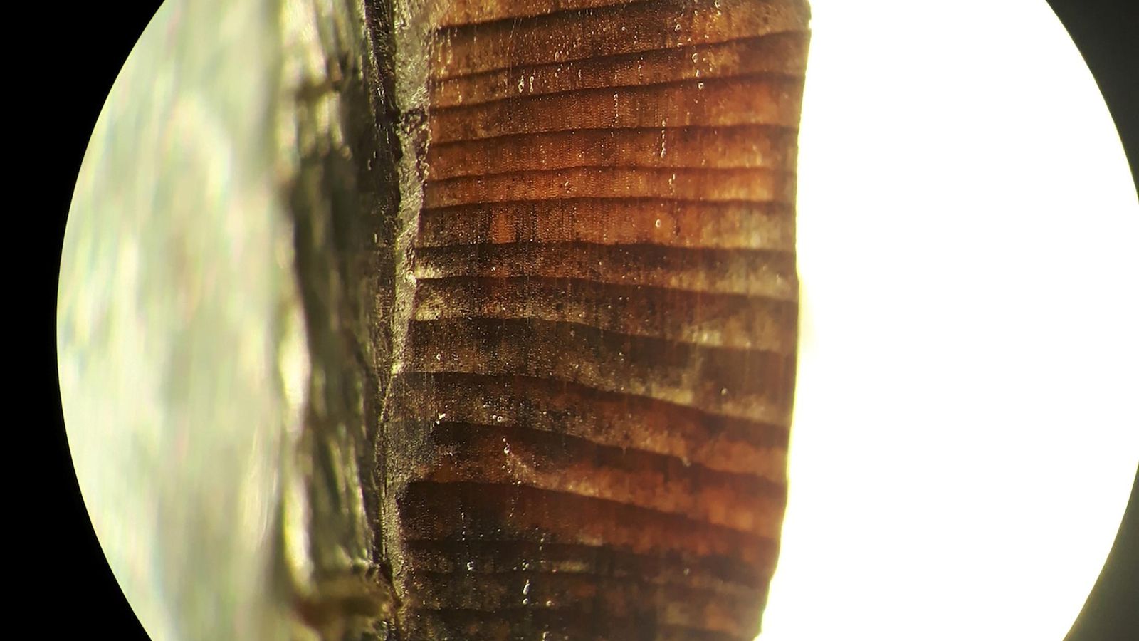Un fragment de fusta procedent de les capes nòrdiques de l’assentament viking de L’Anse aux Meadows