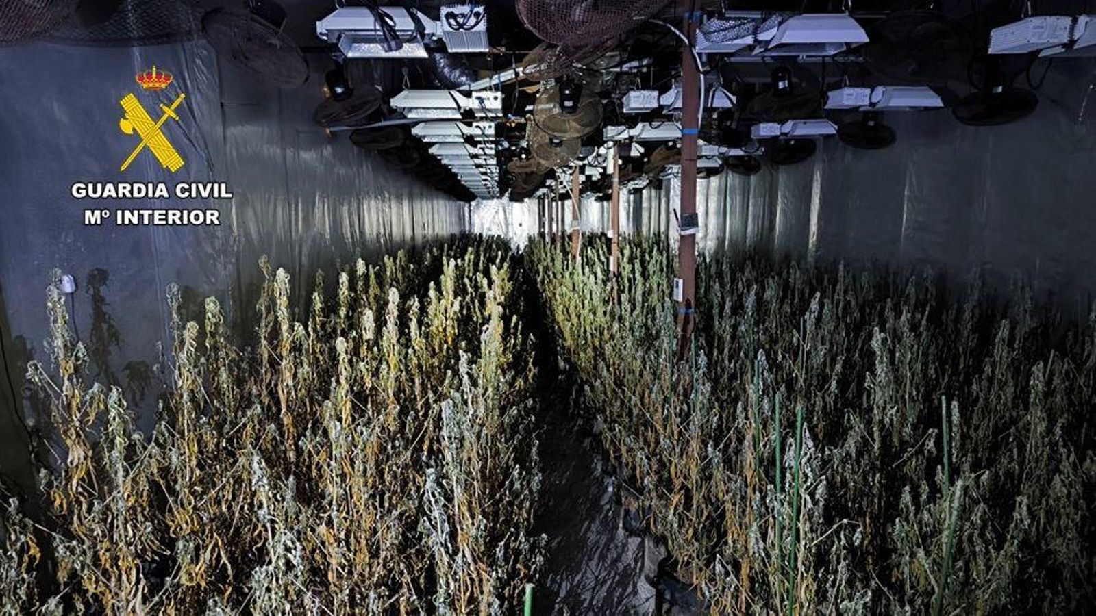 Plantació en Aspe