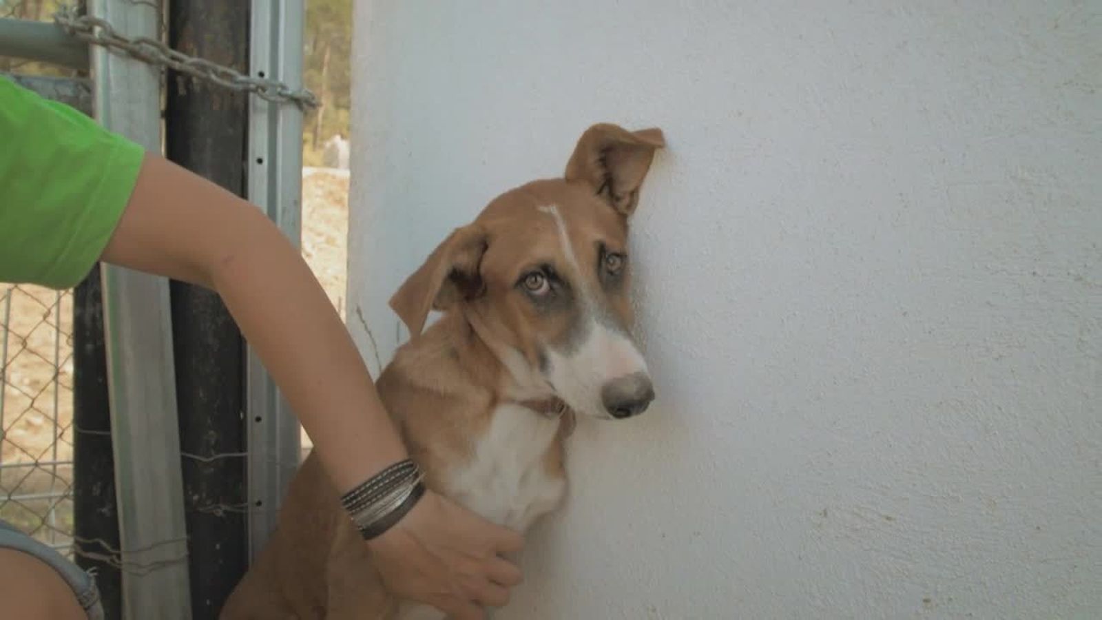 22.09.2018 | Bruno i Brisa superen la por als humans