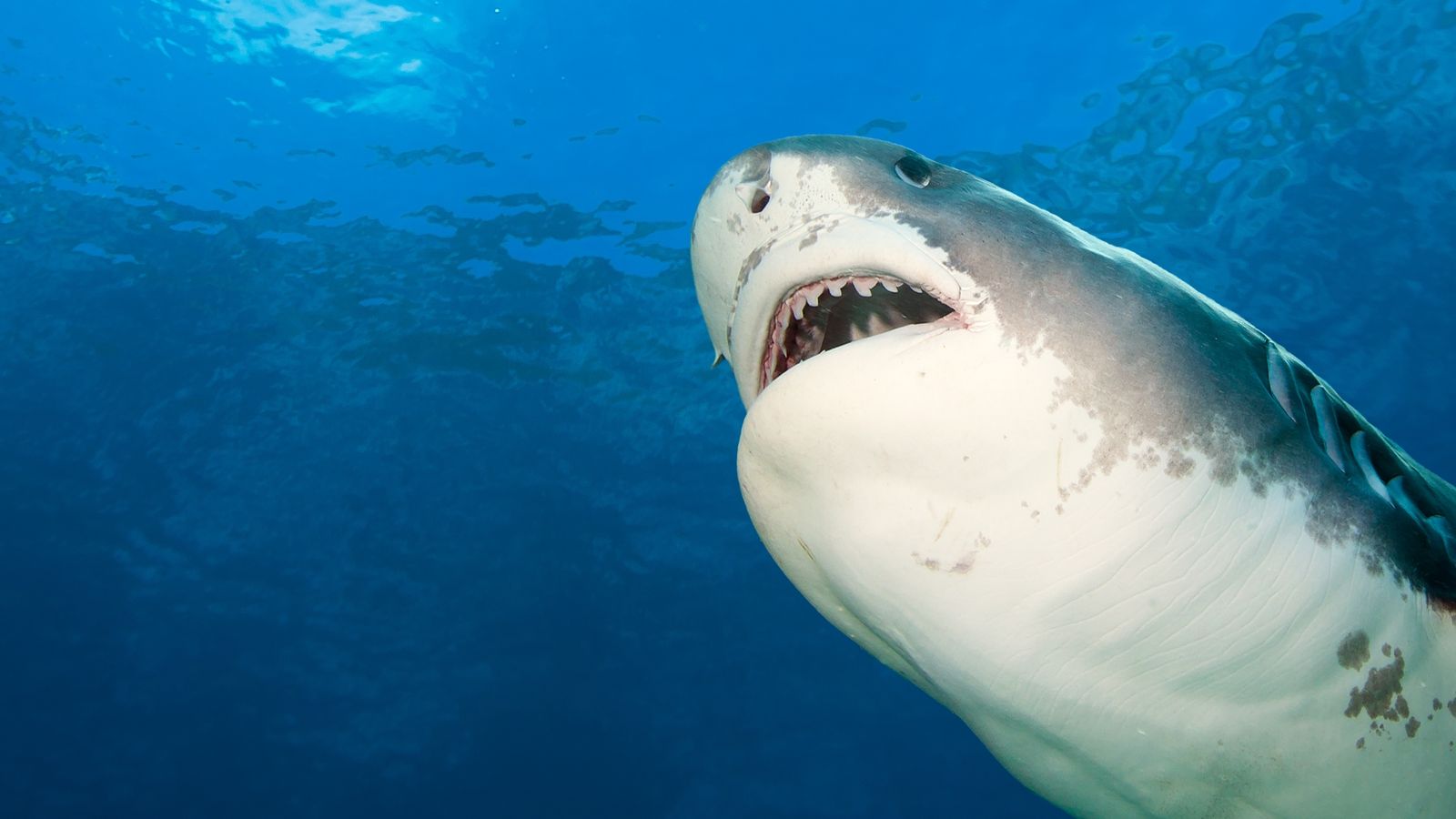 shutterstock_2297479299