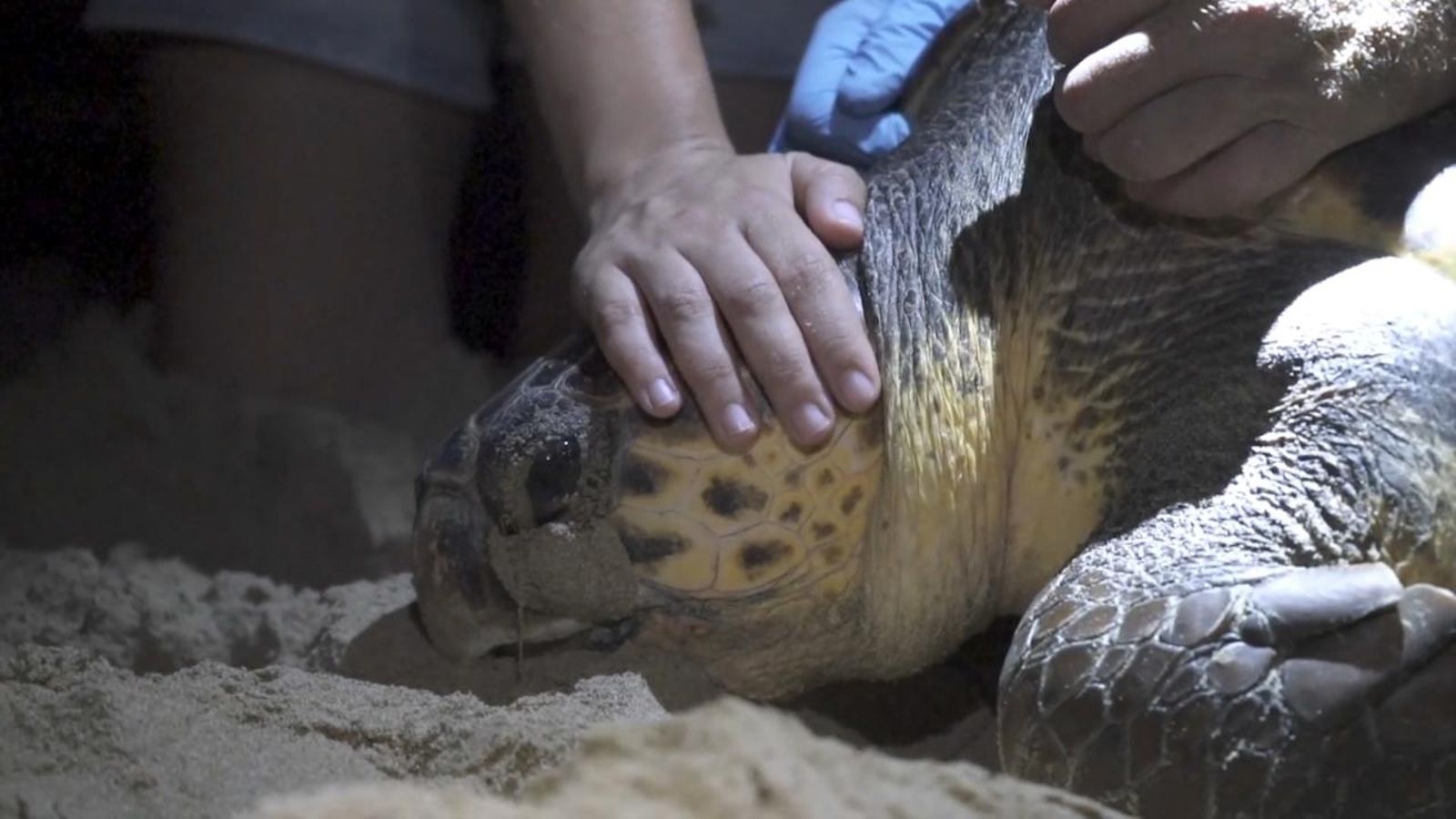La tortuga que ha fet la posta a Elx