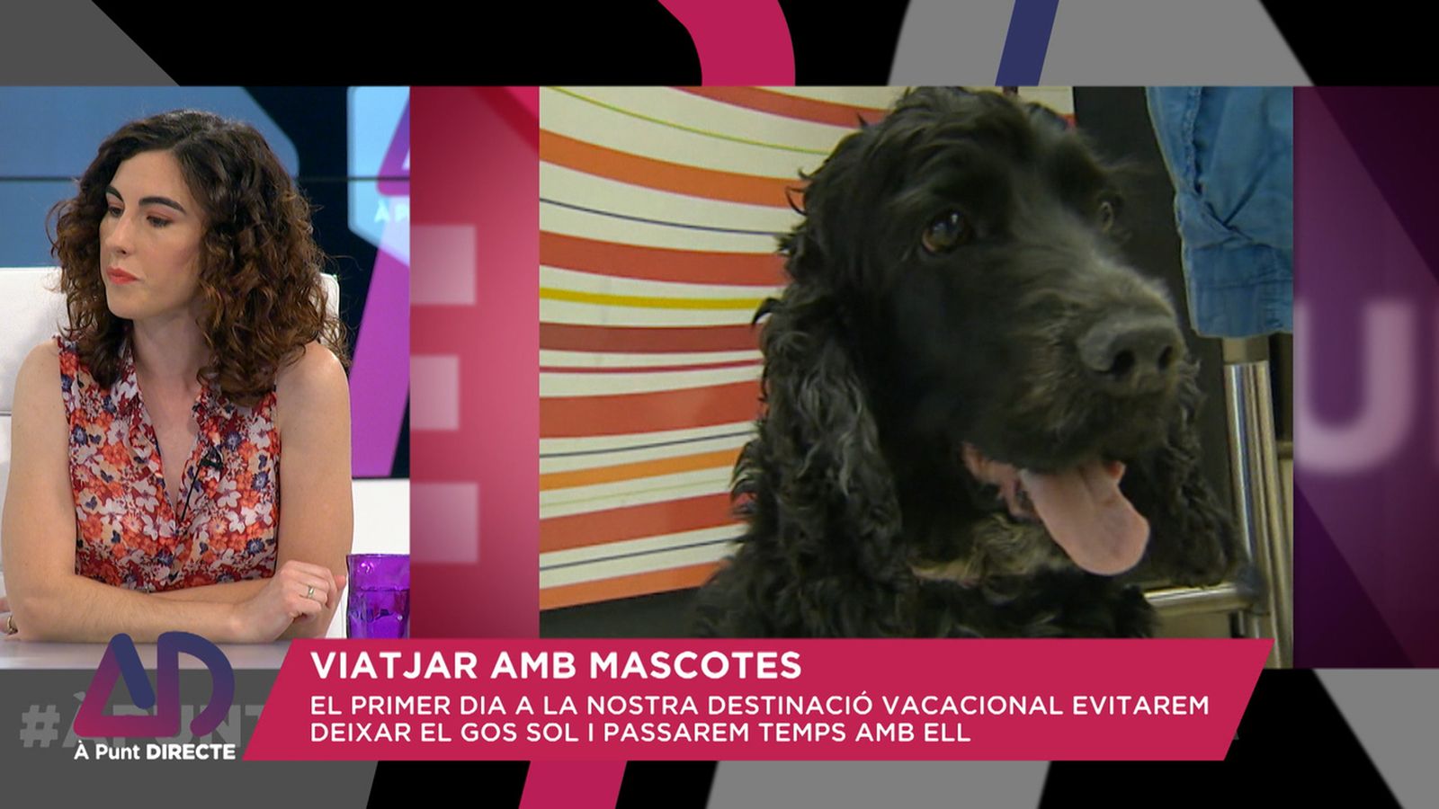 Viatjar amb mascotes