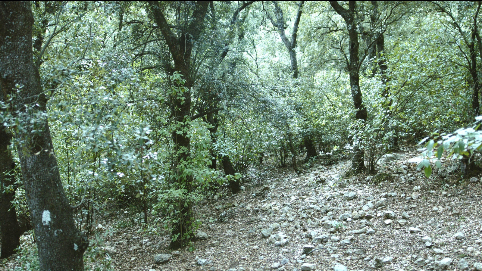 Parc Natural de la Font Roja (Alcoi)