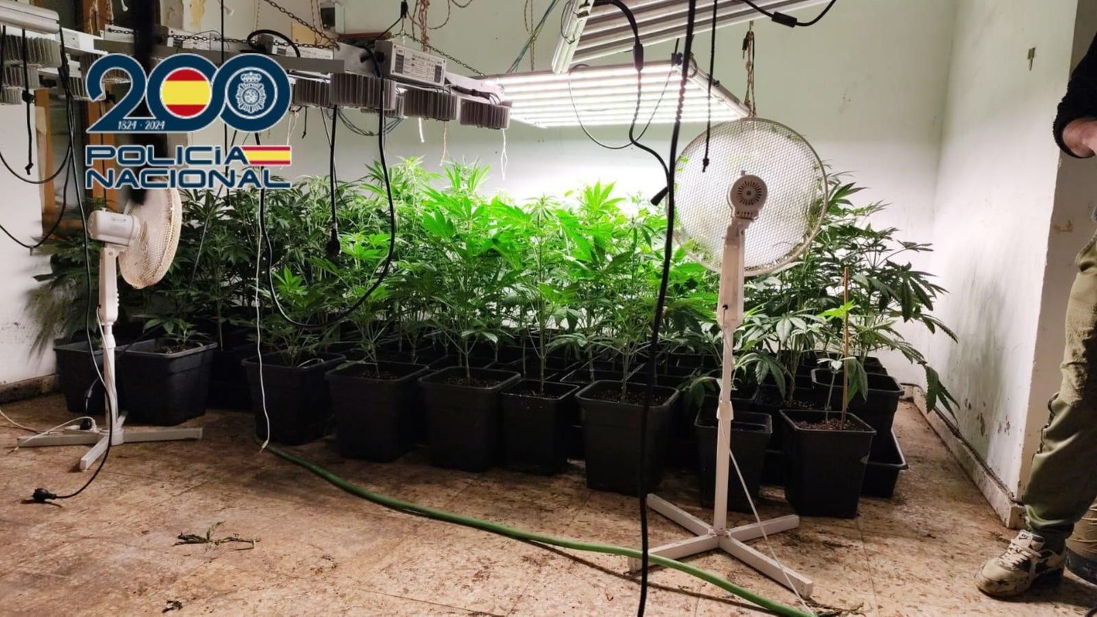 Plantes de marihuana confiscades pels agents