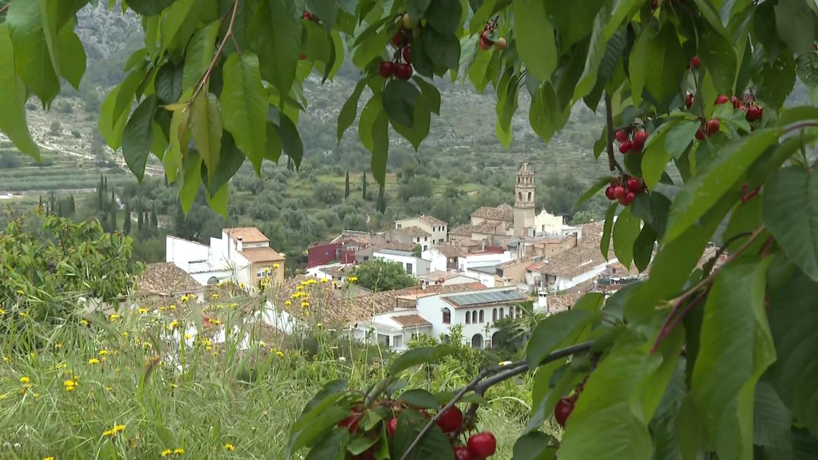 Els productors de cirera esperen recollir enguany més de 200.000 quilos