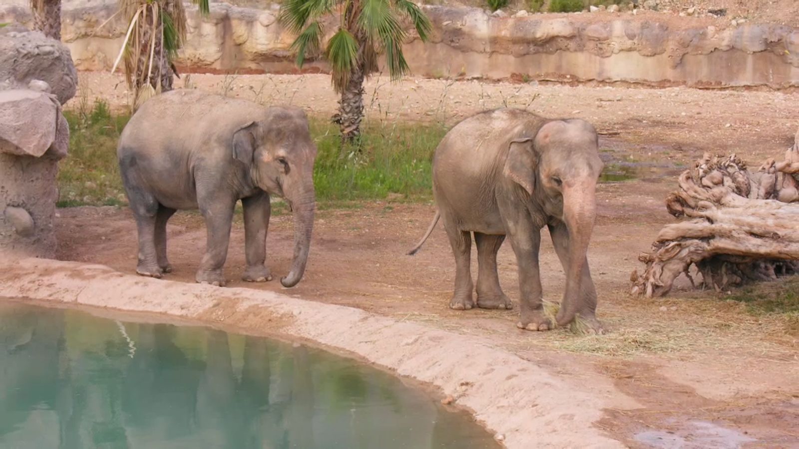 25.09.2022 | Animalades, un món bestial 6