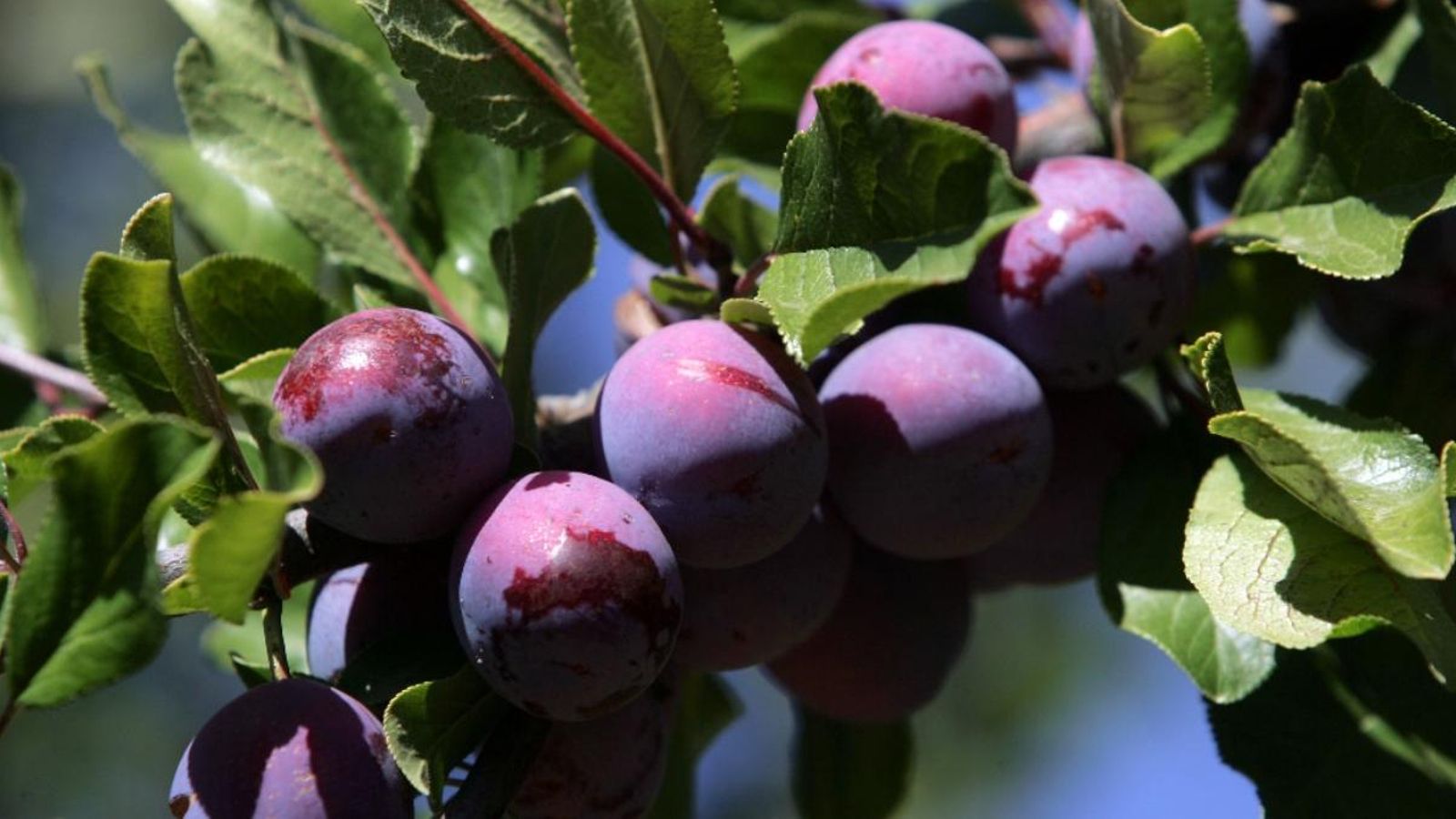 La campanya estival de fruita deixa un balanç desastrós