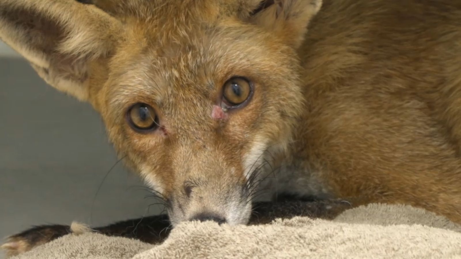 28.02.2026 | El cas d'una rabosa