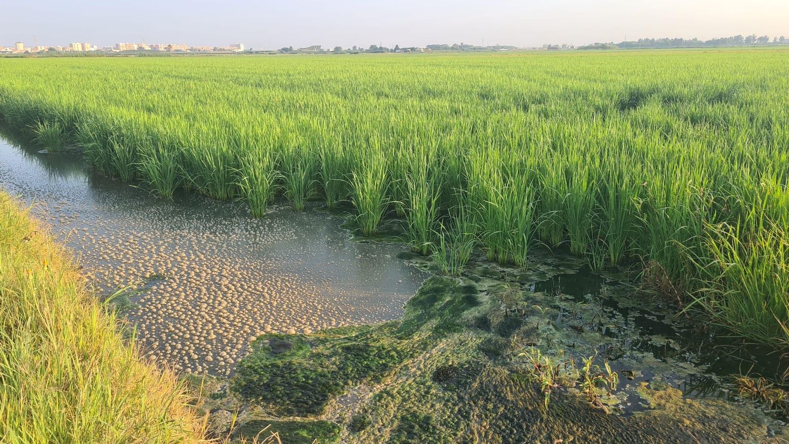 L'ALBUFERA