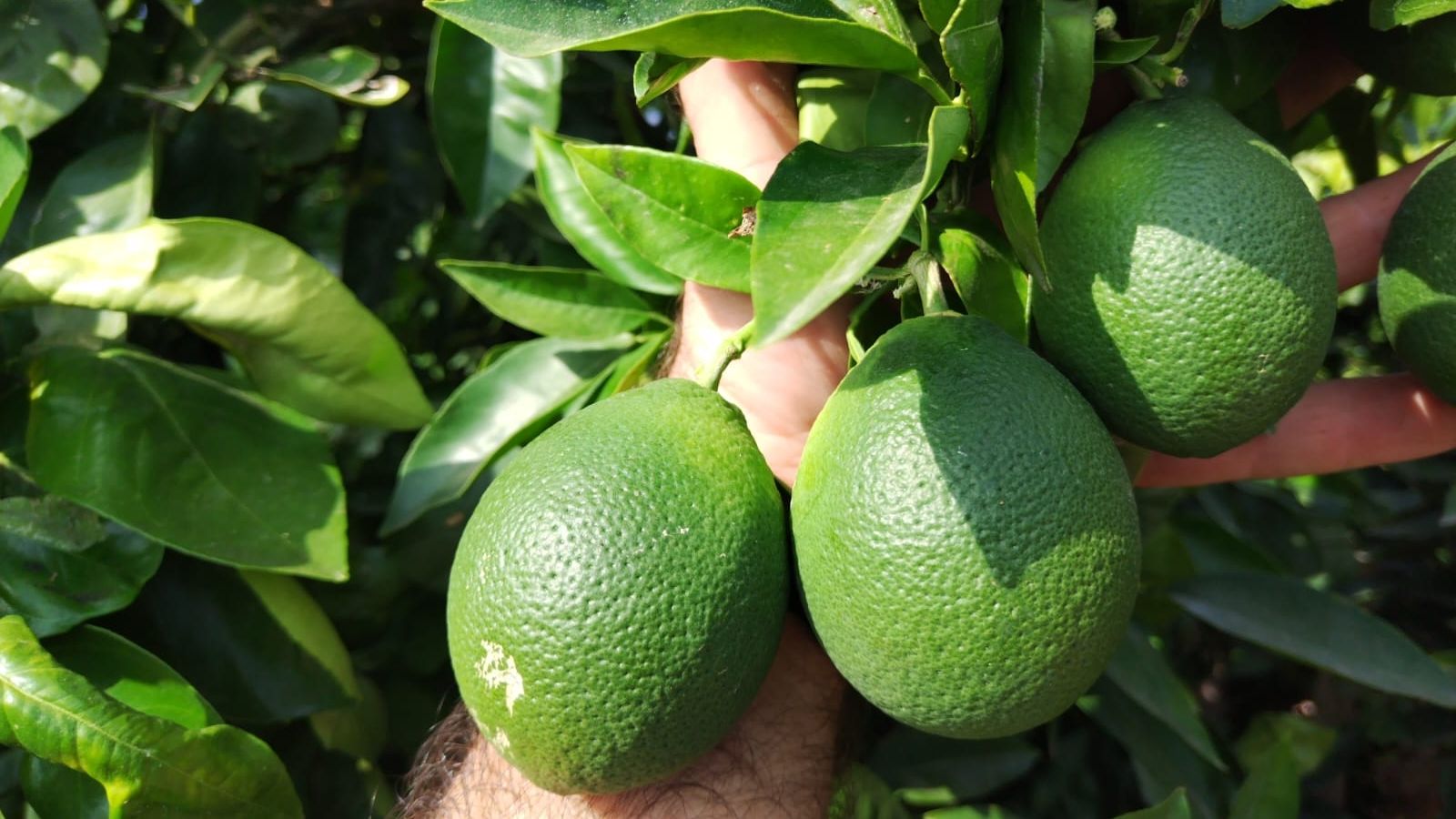 Taronges allargades per l'excés de calor
