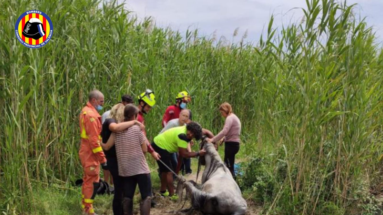Rescaten un cavall a la marjal Font Salada d'Oliva
