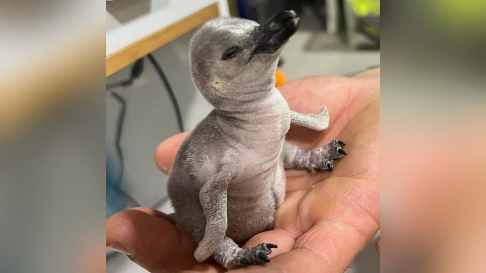 Un dels pingüins Humbolt nascut a les instal·lacions de Mundomar