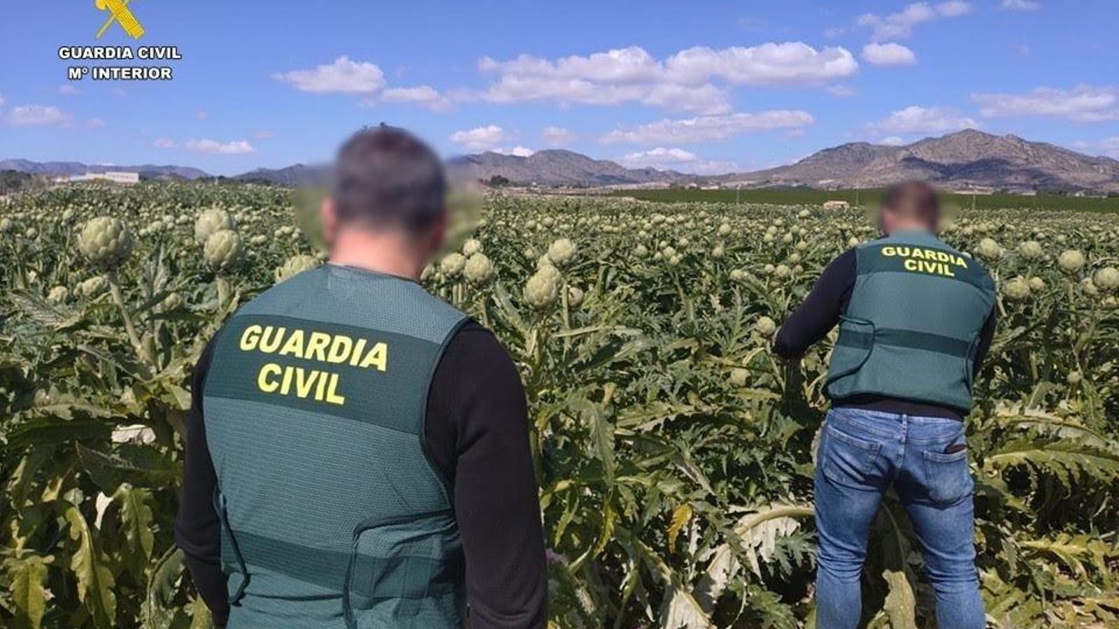 Agents de la  Guàrdia Civil vigilen un cap de carxofes per a evitar els furts