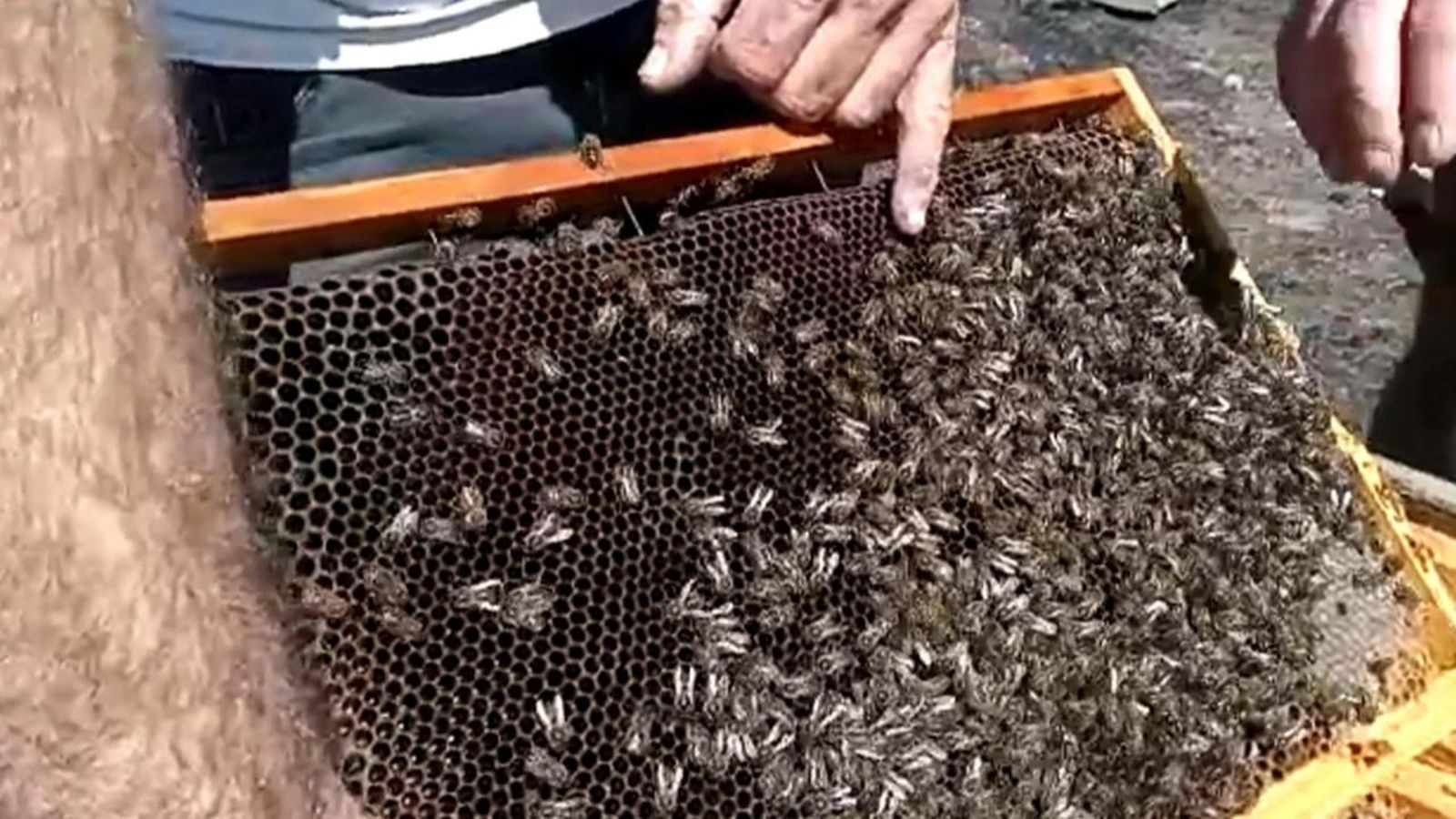 El foc ha cremat un centenar de ruscos