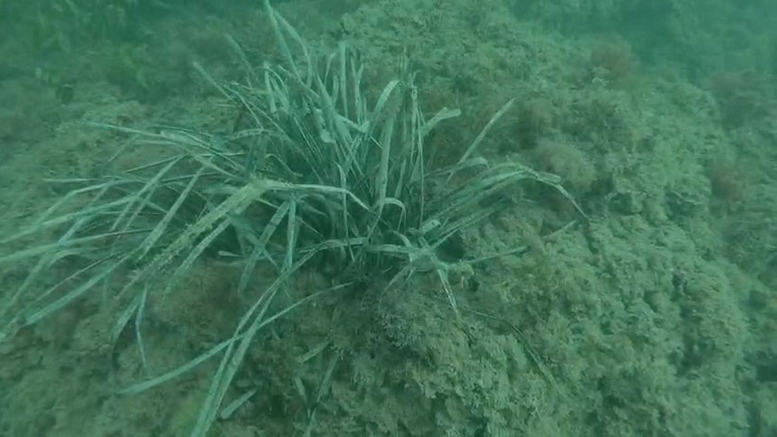 Cullera descobreix una praderia de posidònia oceànica davant de la seua costa