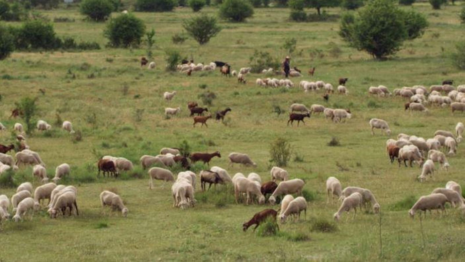 L'Alcalaten Comarquem ramat pastura