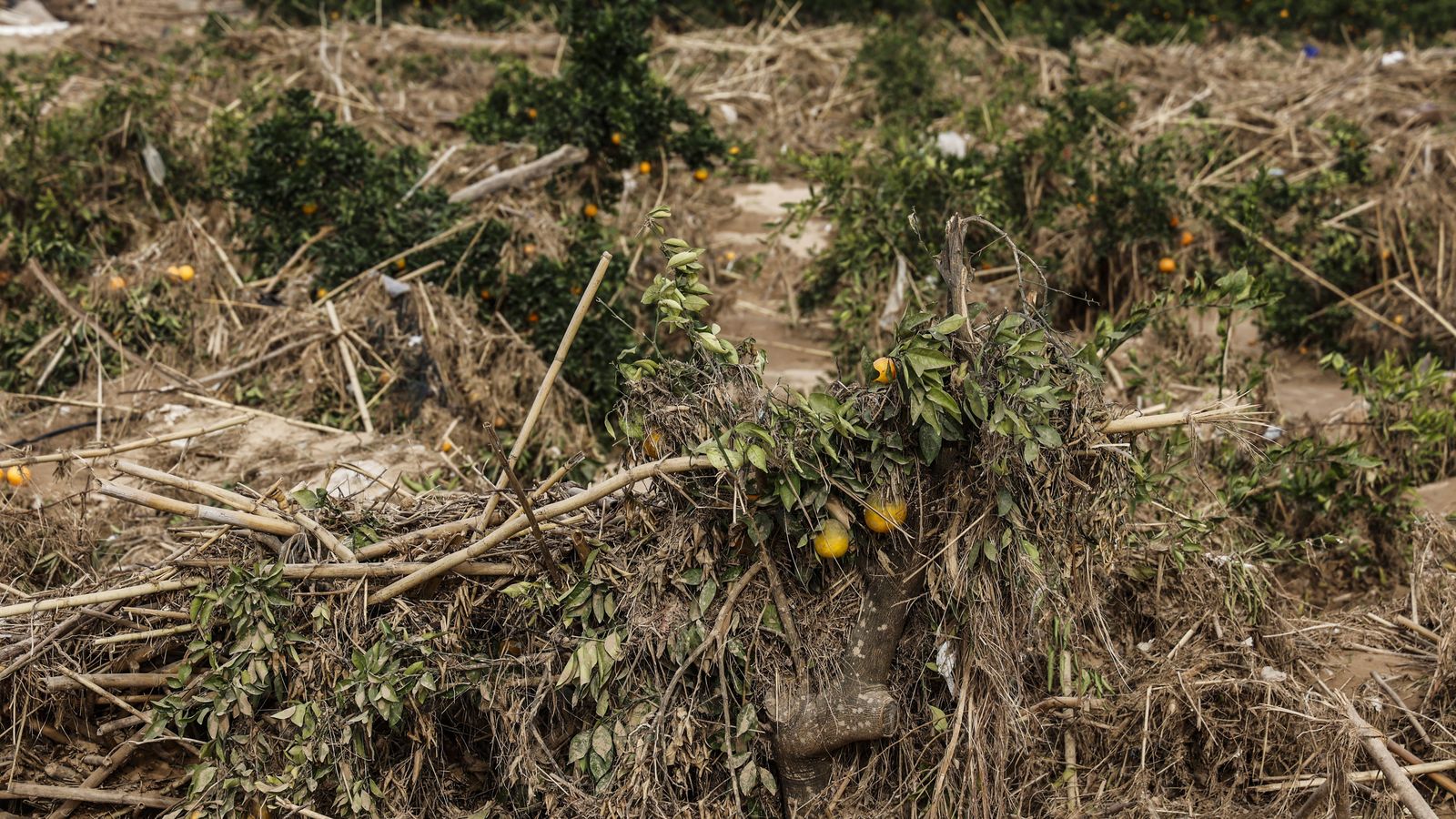 Un taronjar, després de la dana