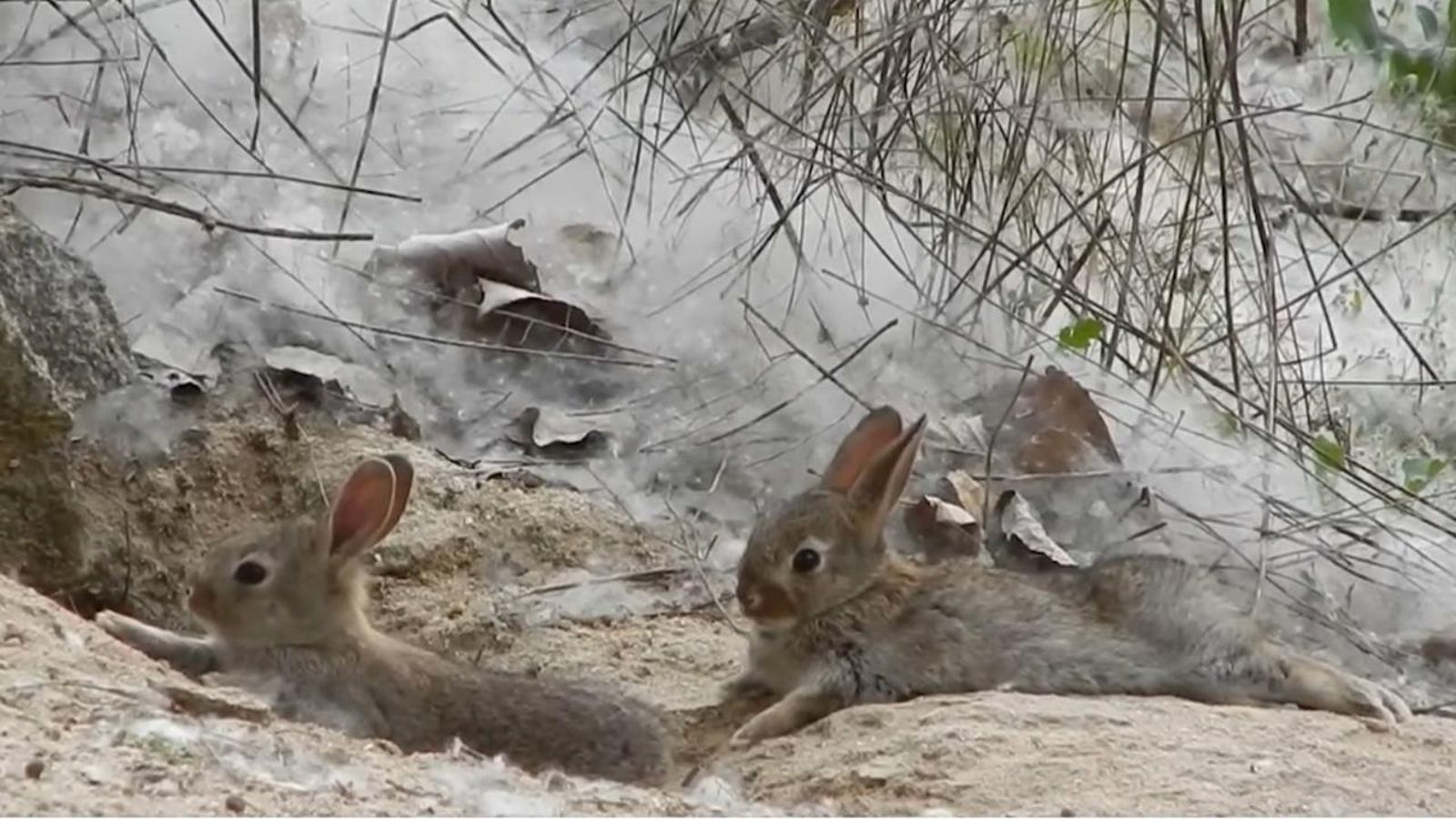 Sobrepoblació de conills en nombrosos municipis valencians