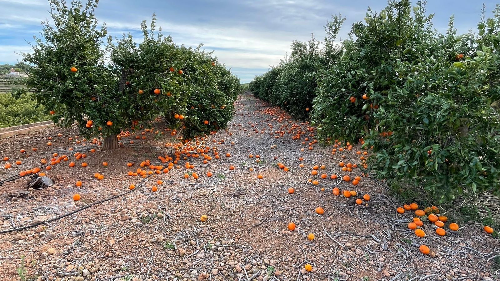 Taronges caigudes a terra en un camp valencià, este cap de setmana