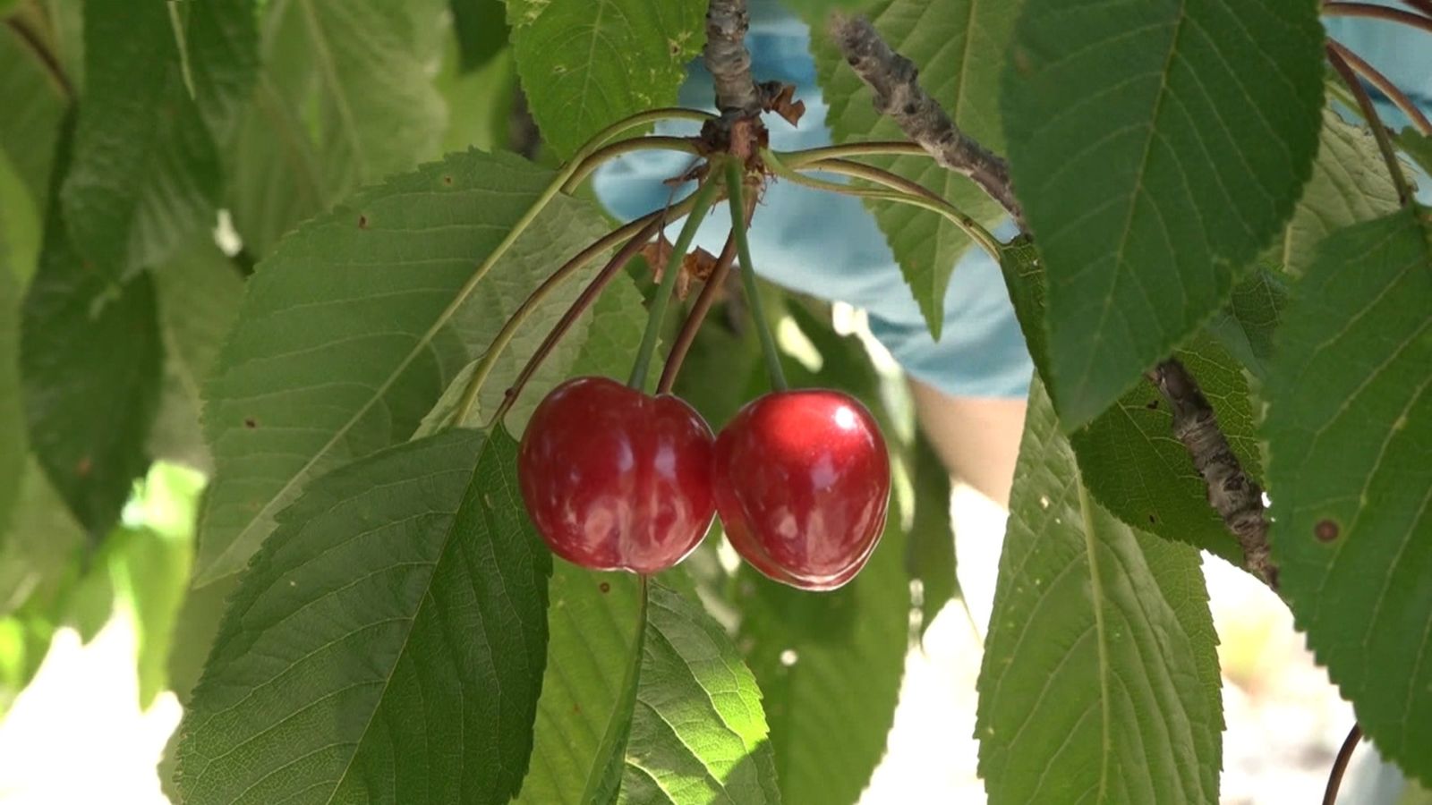 Un cultiu de cirerers a la Vall de Gallinera