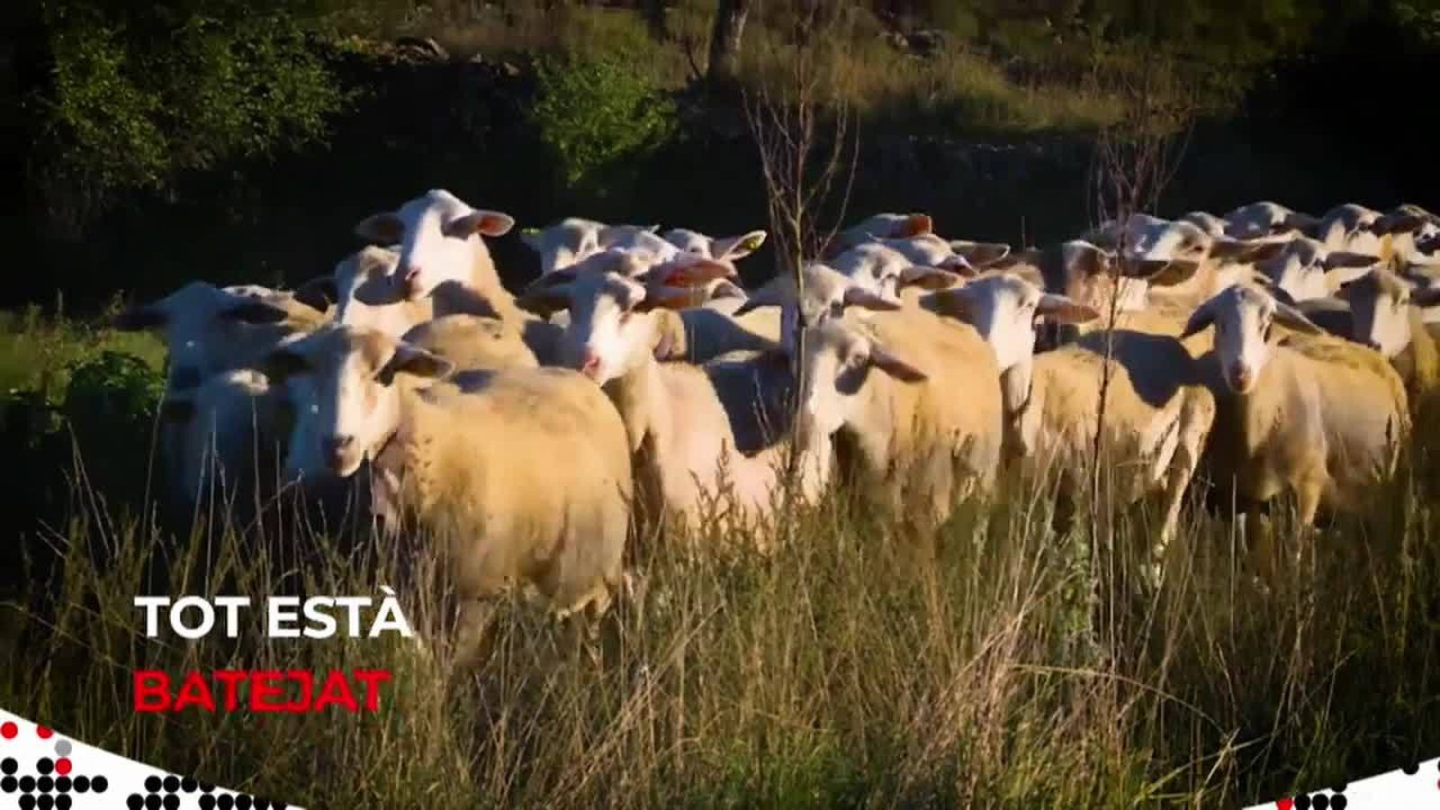 23.11.2018 | Tot està batejat