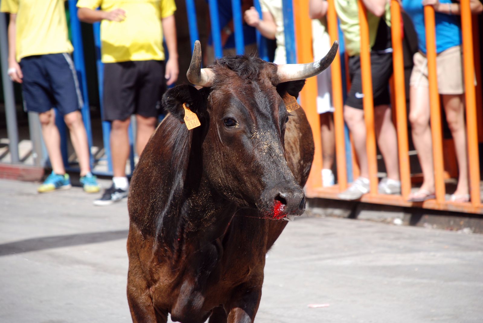 07.09.2022 | Bous al carrer