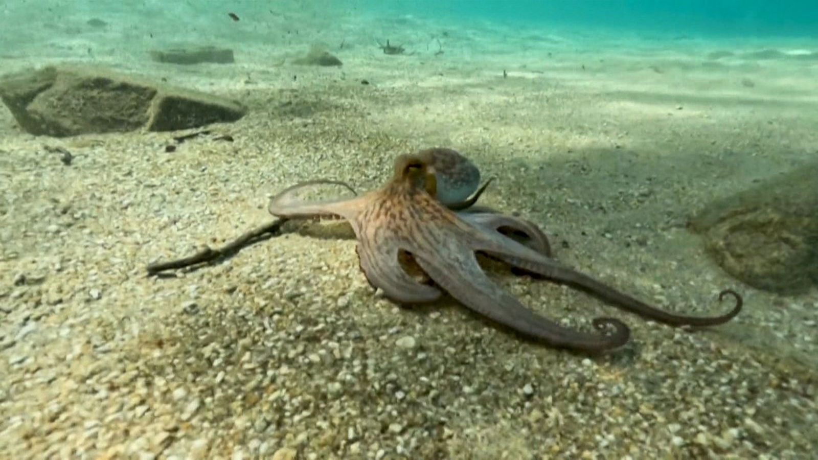 Les altes temperatures alteren la vida marina als oceans i afecten l'activitat pesquera