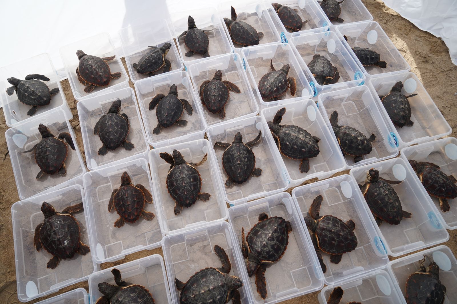 Les trenta tortugues que han sigut alliberades