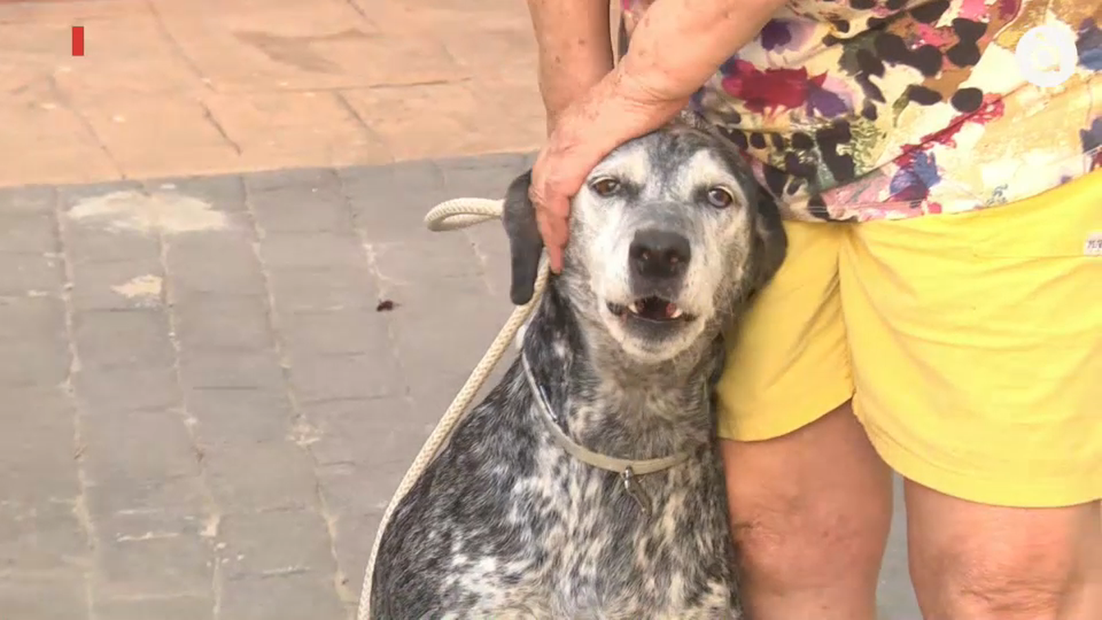 Maica Cortón de s'ha casa el primer que ha agafat ha sigut la seua gossa