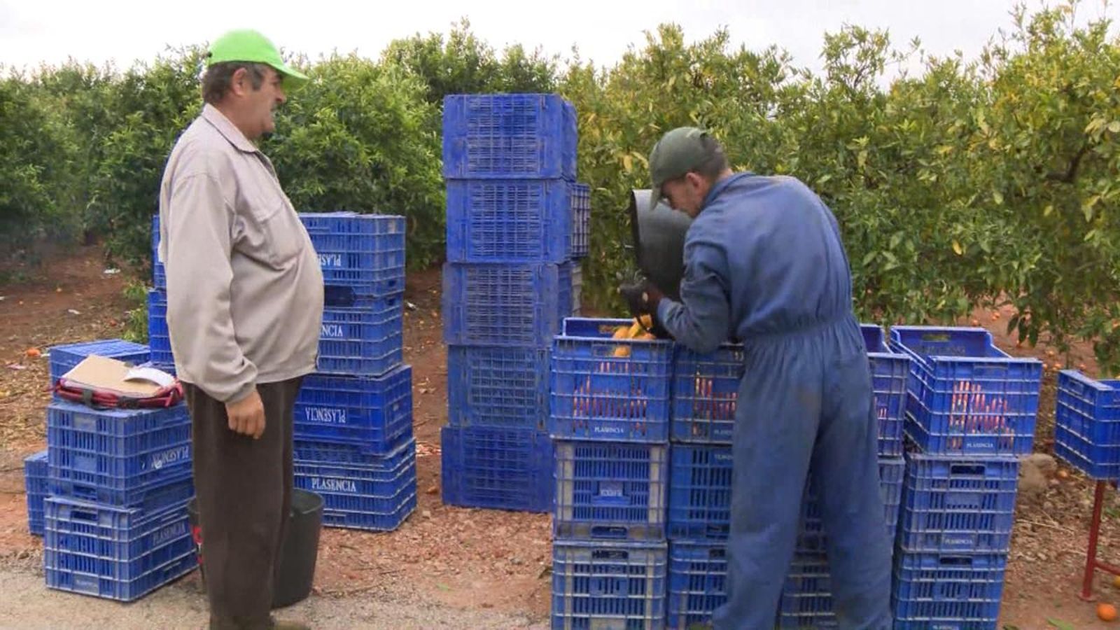 Agricultors treballant en el camp