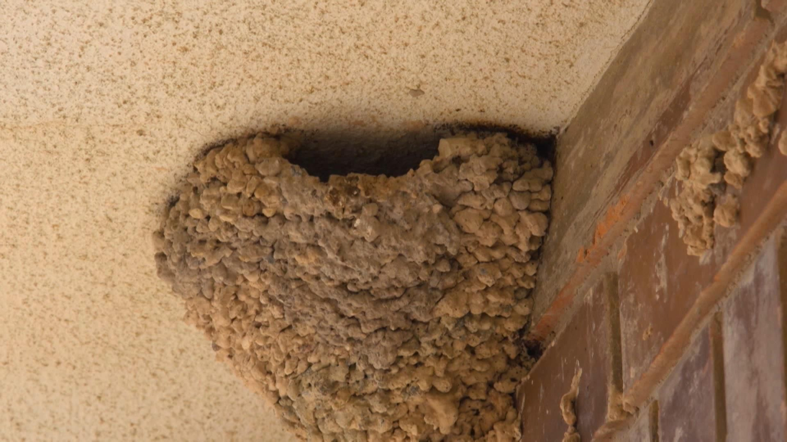 Terra viva | La multa per destruir un niu pot arribar als 200.000 euros