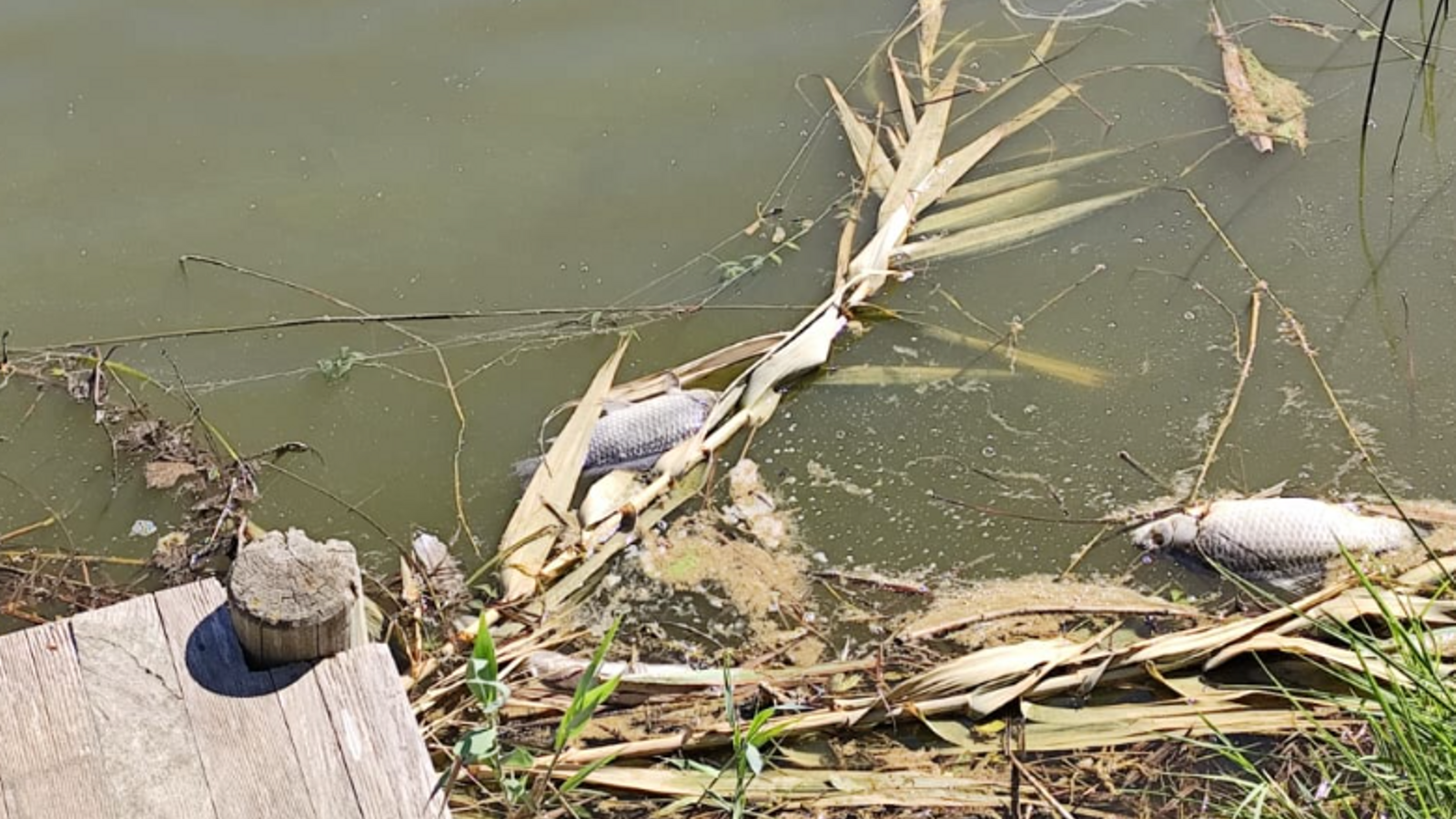 Carpes mortes als Estanys d'Almenara