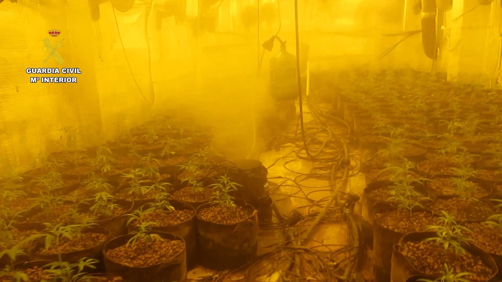 Cultiu a l'interior de la casa d'Onil