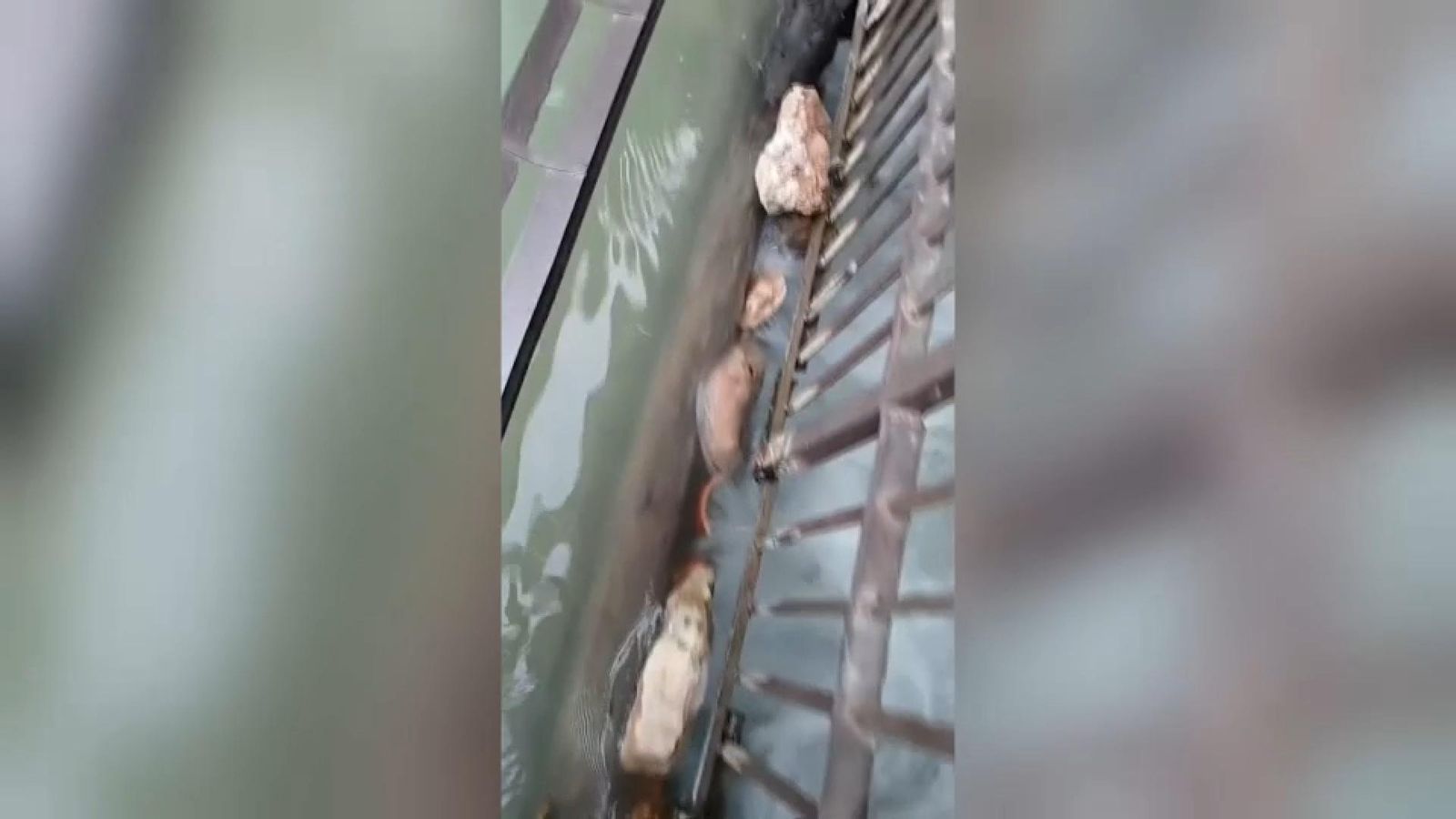 Vídeo dels problemes de reg que causa el bany il·legal a l'assut d'Almassora