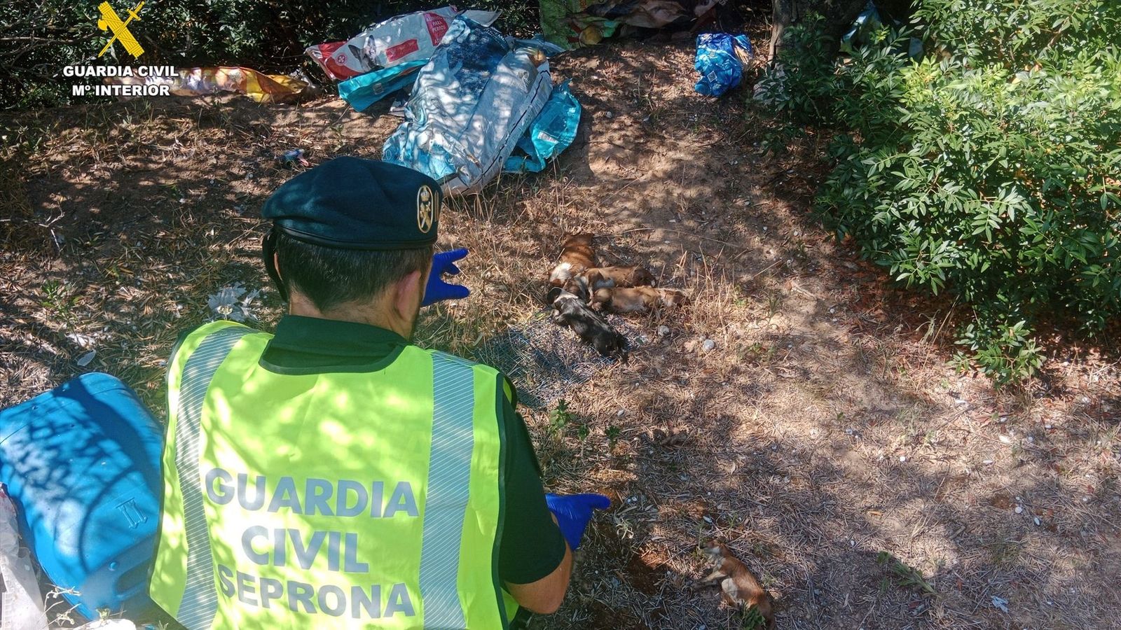 Detingut per abandonar deu cadells de podenc valencià