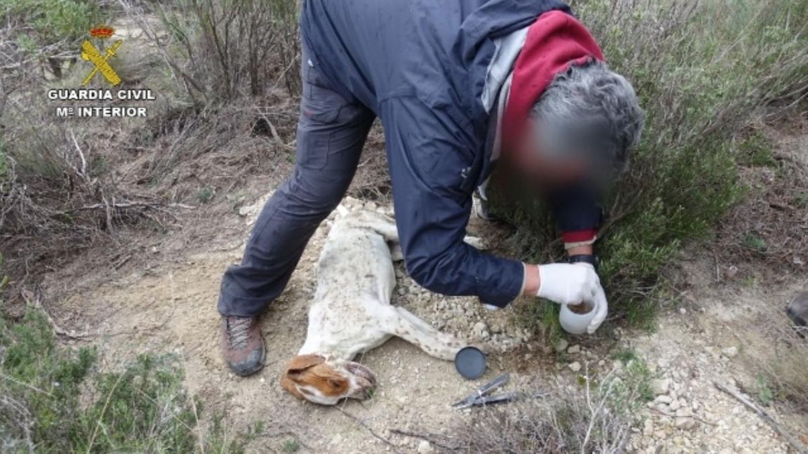 Operació Antitox del Servei de Protecció de la Natura (Seprona)