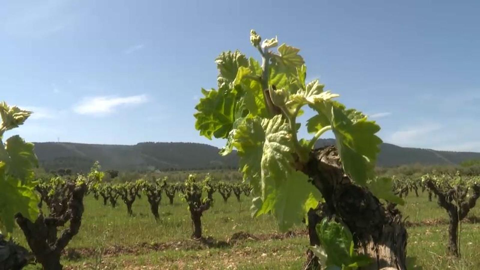 Una prestigiosa guia enològica distingeix els vins de set cellers de la Vall d'Albaida i la Costera