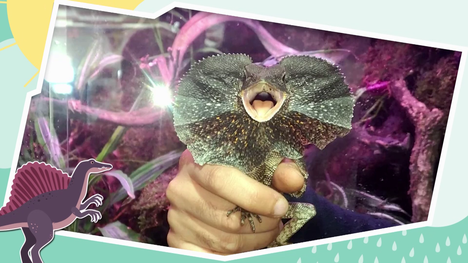 La Colla Animal | Descendents dels dinosaures