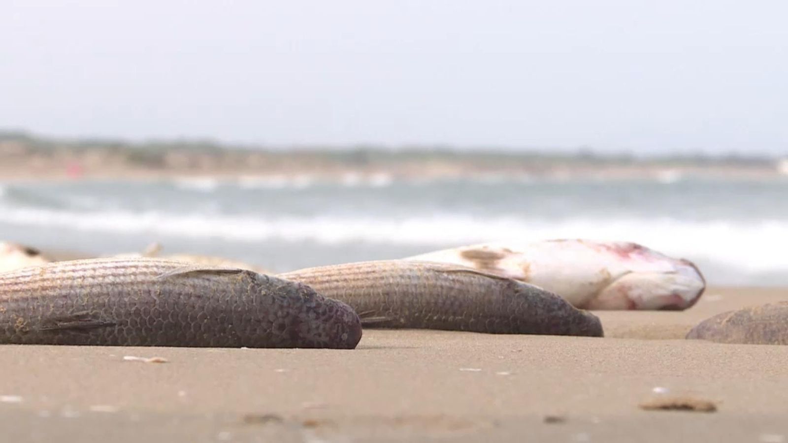 Diversos exemplars de peixos morts a la vora de la platja dels Tossals, a Guardamar del Segura, aquest dilluns