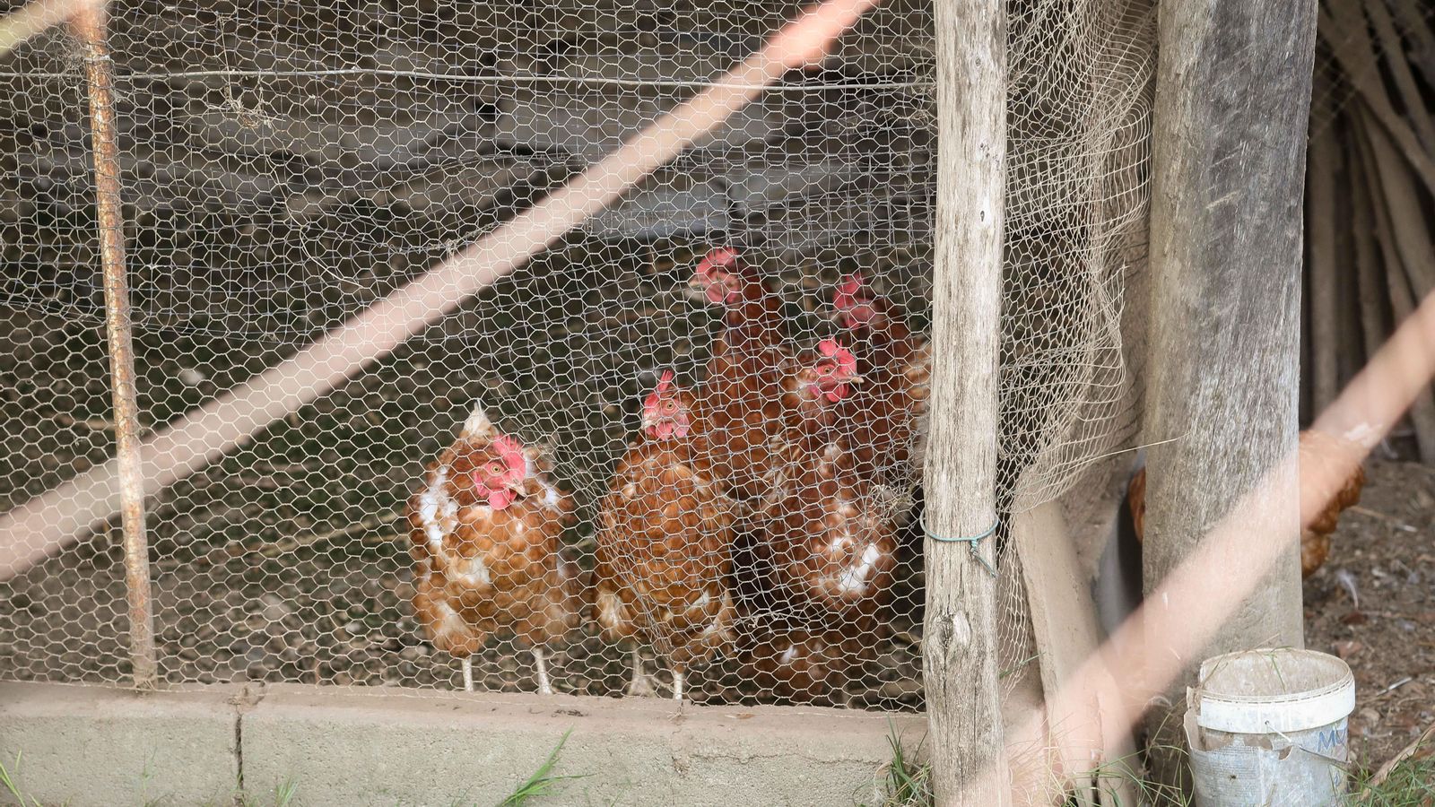 Una granja de gallines, en arxiu