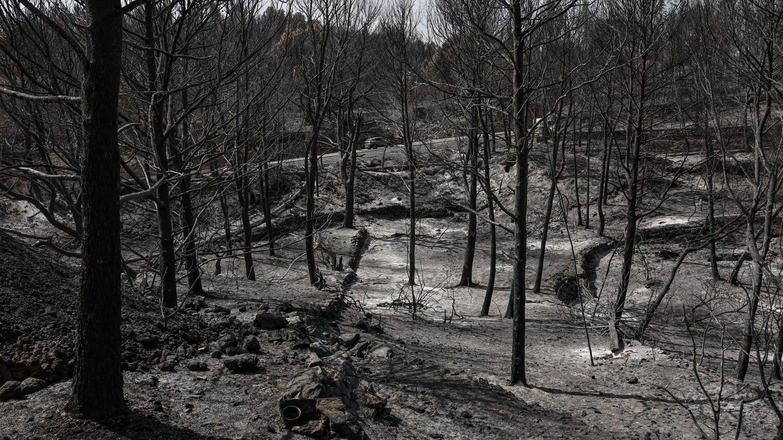 Bosc cremat per l'incendi
