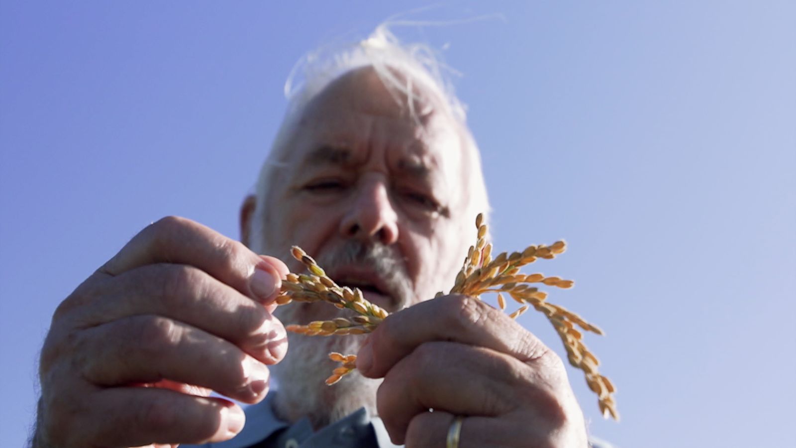 Dilluns, 'Zoom' investiga si l'augment de les importacions del sud-est asiàtic amenaça als arrossers de la Comunitat Valenciana